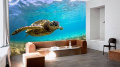 Большая морская черепаха в море
