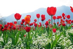 Фотообои Красные тюльпаны и белые цветы