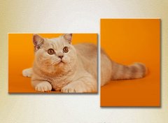 Диптих Рыжий кот на оранжевом фоне