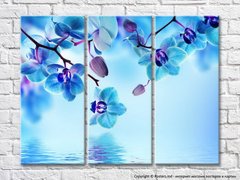 Синяя орхидея на фоне воды