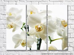 Цветки белой орхидеи на белом фоне