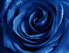 Фотообои Бутон синей розы