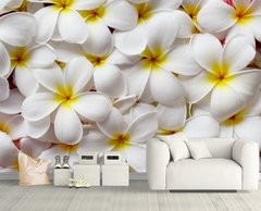 Белые цветки плюмерии с желтой сердцевиной