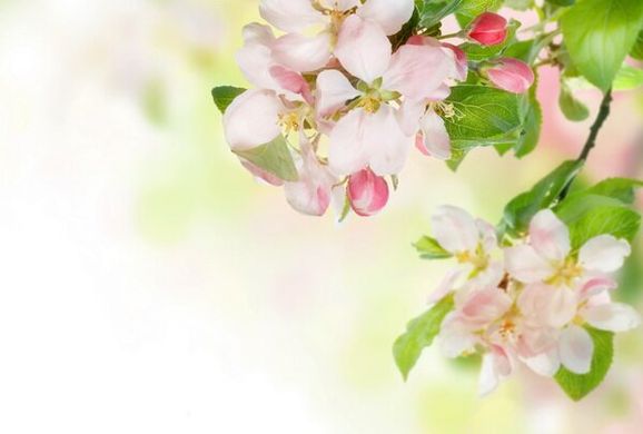 Фотообои Ветка цветущей яблони
