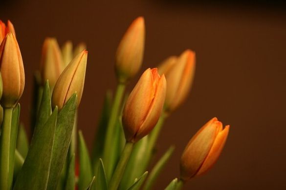 Фотообои Рыжие тюльпаны на коричневом фоне