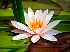 Fototapet Lotus deschis pe apă