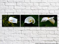 Triptic cu flori albe de calla