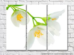 Цветки жасмина на белом фоне