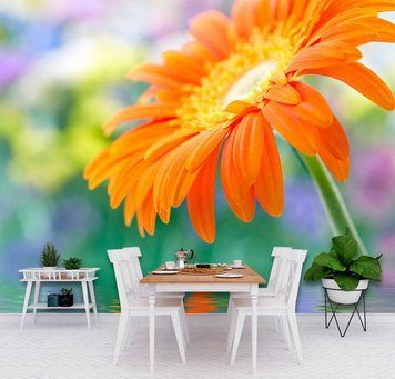 Floare de gerbera portocalie pe un fundal colorat