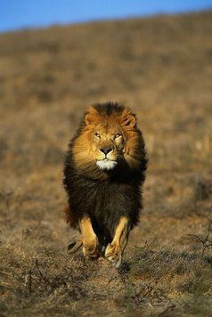 Africa_31