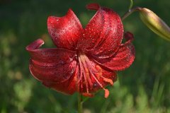 Фотообои Красная лилия