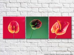 Triptic cu flori de calla pe un fundal roșu și verde