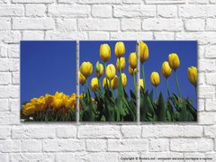Цветы желтых тюльпанов на фоне неба