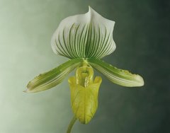 Фотообои Зеленая орхидея