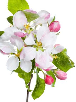 Фотообои Цветы яблони