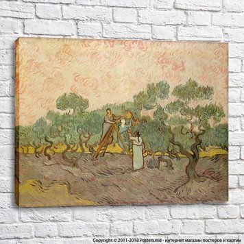 Vincent Van Gogh Femei care culeg măsline [1889]