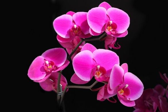 Fototapet orhidee liliac pe fundal negru