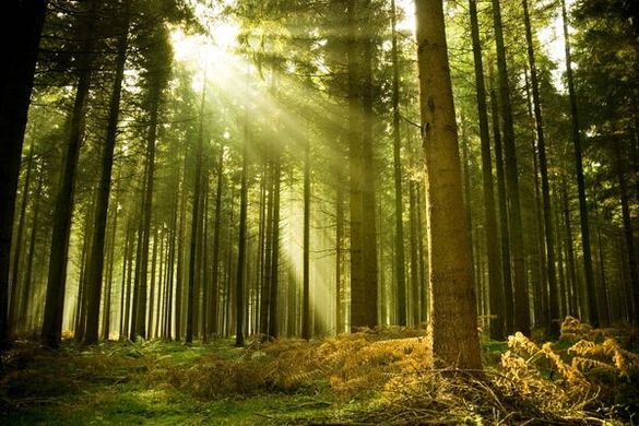 Fototapet Pădure la soare