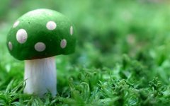 Фотообои Зеленый гриб