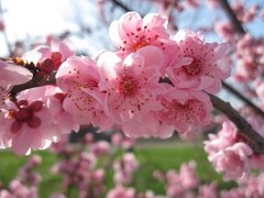 Fototapet Creangă de cireș în grădină