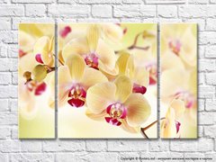 Цветки орхидеи ванильного цвета