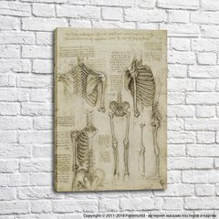 Скелет, рисунок Да Винчи