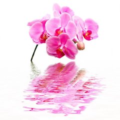 Fototapet Orhidee roz deasupra apei