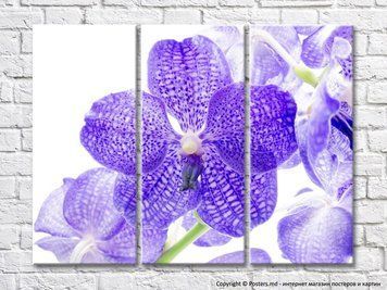 Floare mare de orhidee pete liliac