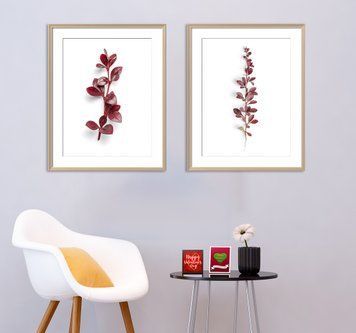 Plante de interior Burgundy pe fundal alb