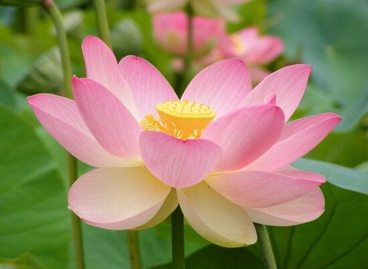 Roz lotus