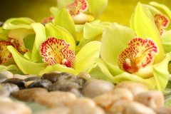 Fototapet Orhidee galbene în pietre