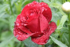 Fototapet Trandafir roșu în iarbă