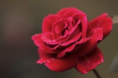Fototapet Boboc de trandafir roșu
