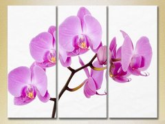 Триптих Орхидеи сиреневые