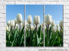 Белые тюльпаны на голубом фоне неба