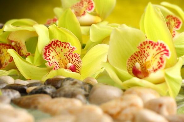 Фотообои Желтые орхидеи в камнях