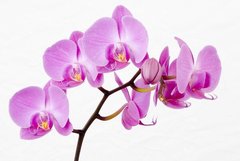 Фотообои Сиреневая орхидея на белом фоне