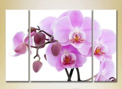 Триптих Орхидеи сиреневые с бутонами_01