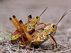 Insects_32