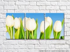 Белые тюльпаны на голубом фоне