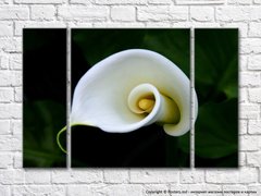 Спиральный цветок белой каллы