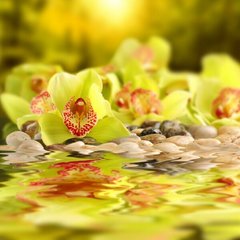 Фотообои Желтые орхидеи и камни