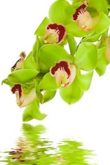 Фотообои Ветка зеленой орхидеи у воды
