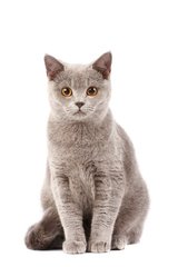 Фотообои 3D серый кот