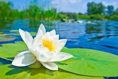 Фотообои Цветок лотоса на воде
