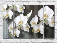 Ветка белой орхидеи на сером дощатом фоне