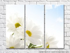 Crizanteme albe pe un fundal de cer