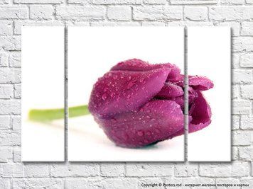 Floare mare de lalea violet