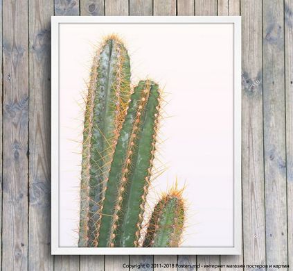 Poster cactus pe un fundal deschis, foto