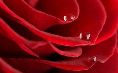 Фотообои Капли на бутоне розы